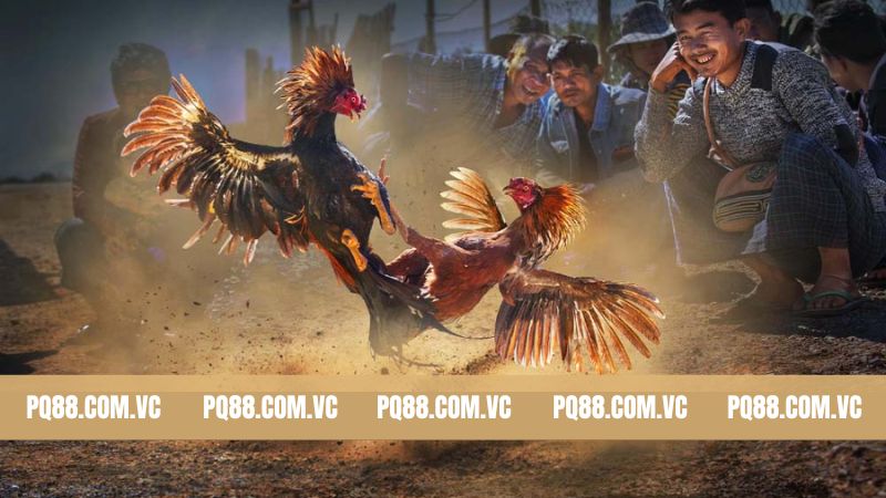 Khám phá ngay các thể loại đá gà PQ88 được săn đón