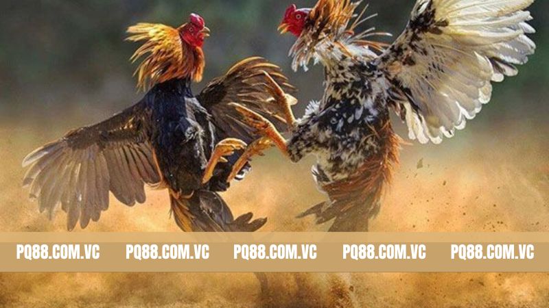Sơ lược vài điều về sân chơi hot nhất 2025
