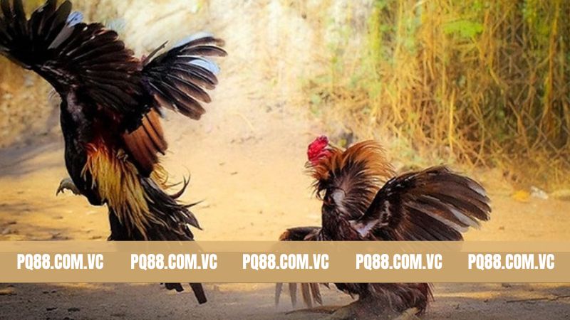 Top những điểm ấn tượng có mặt tại đá gà PQ88